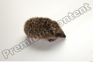 Hedgehog - Erinaceus europaeus  0010